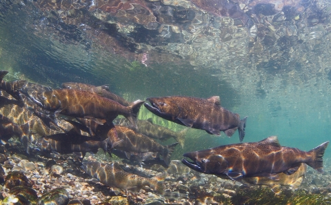 3 Adult Chinook Salmon swim, more in back
