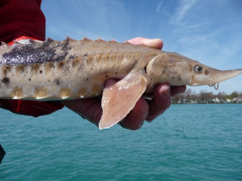 A biologist holds a young lake sturgeon