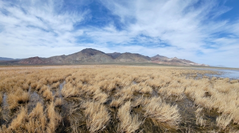 An image of wetlands with patches of dry grass under a blue, partly cloudy sky with desert mountains in the background.