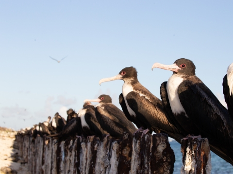 A bunch of black and white 'iwa birds perched on rusted metal posts on the beach