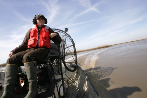 Biologist navigating through a coastal marsh habitat via airboat.