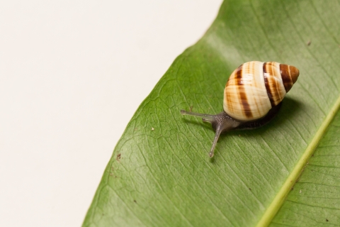 An Oahu tree snail on a leaf