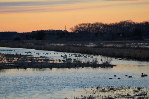 Wetland with birds in low light