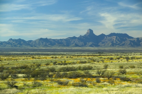 landscape view of baboquivari peak above a field of yellow wildlfowers