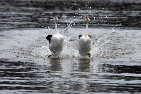 Clark's Grebes (rushing)