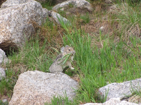 American pika with vegetation in its mouth