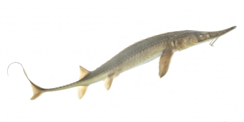 Shovelnose sturgeon
