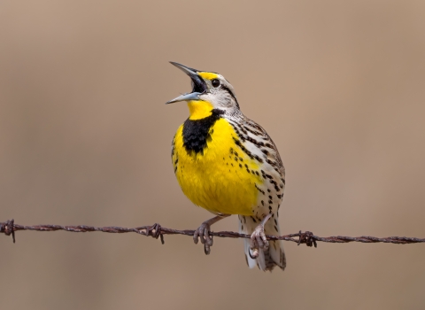 Eastern meadowlark singing from a barbed wire fence at Pointe Mouillee State Game Area