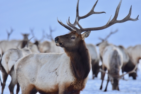 Large bull elk with several others at the National Elk Refuge in Wyoming