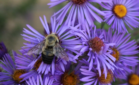 Brown-belted bumblebee on aster