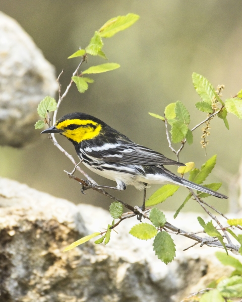 Golden-cheeked warbler at Guadalupe River State Park. Endangered/threatened species