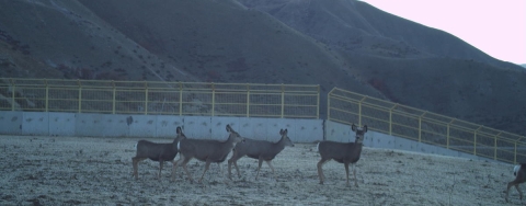 Five deer use wildlife overpass to cross highway 21 in Idaho. 