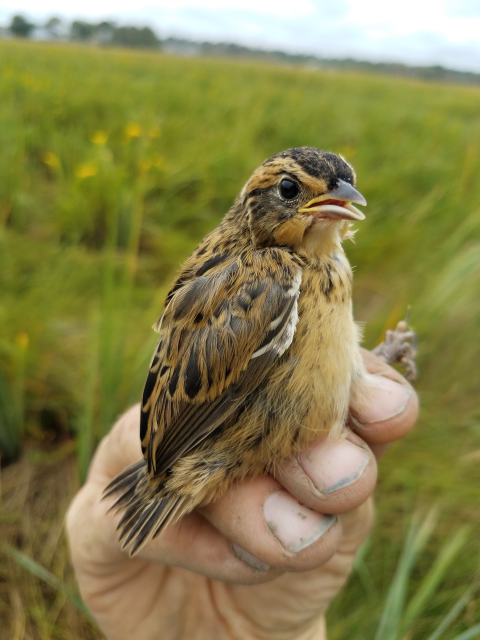 Saltmarsh sparrow captured and recorded by biologist on a coastal salt marsh.