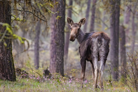 A moose standing in a forest