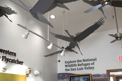 Sandhill crane models hang from the ceiling in the new visitor center