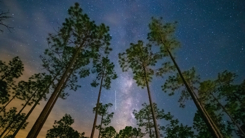 photo of night sky with stars and towering pine trees