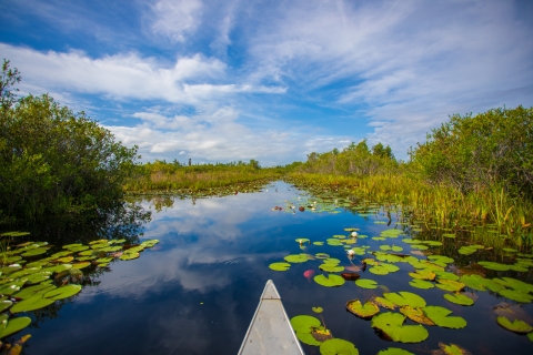 image of a tip of a canoe in the foreground with water reflecting whispy clouds and blue sky with water lilies and green bushes