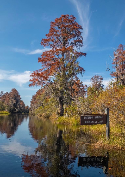 dark reflective water with sign that reads entering national wilderness area with green and yellow grasses behind it and a tall cypress tree in brown/orange fall colors. Blue sky and few clouds in background.