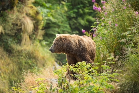Grizzly bear in a forest surrounded by plants and fireweed