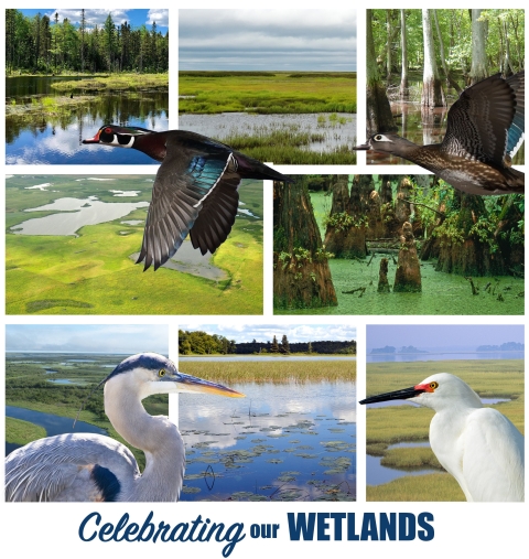 Various wetland types along with waterfowl