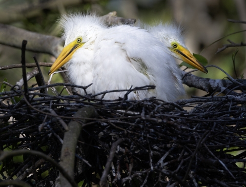 Baby great egrets thrive in a rookery at the Okefenokee National Wildlife Refuge.