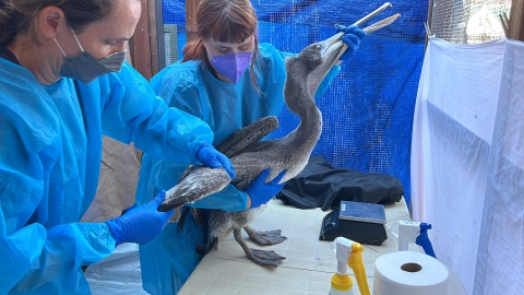 A brown pelican in a care facility