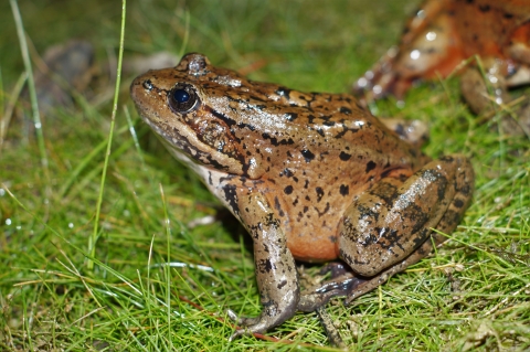 Close up of a large reddish frog sitting in green grass