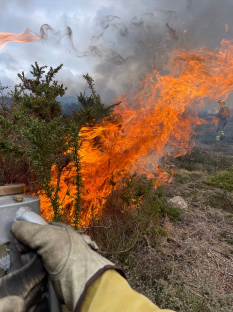 A firefighter's hand is visible in the close-up left corner and right behind it is a tree on fire.