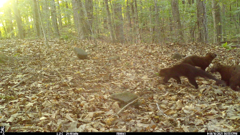 Trail camera photos of three brown fisher in hardwood forest. 