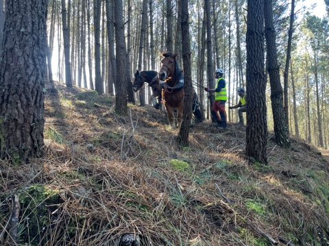 Horses are being walked through the woods with people behind them