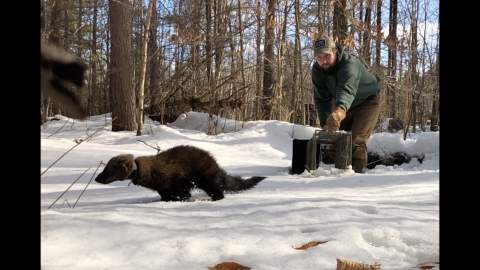 Collared fisher is released into a snowy forest. 