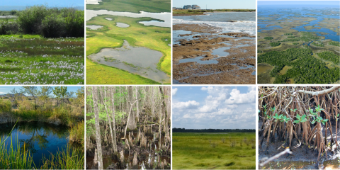 A grid of 8 photos of different wetland types, featuring grassy areas around ponded water, aerial shots of green land interspersed with water, and wetland vegetation (including mangrove roots). 