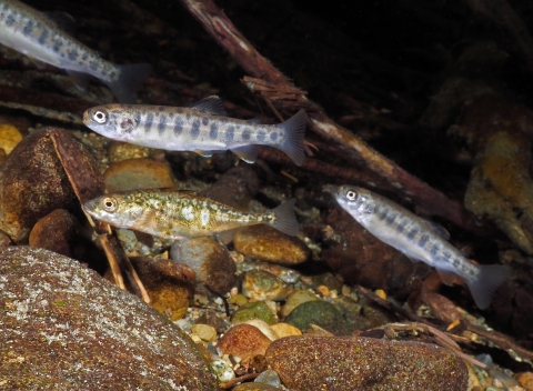 Four small fish underwater. Three of them have dark spotted markings and one is golden.