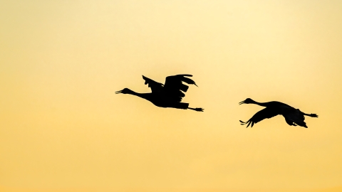 Two sandhill cranes in flight