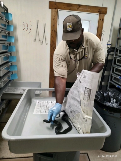 Welaka NFH Eastern Indigo Snake Room