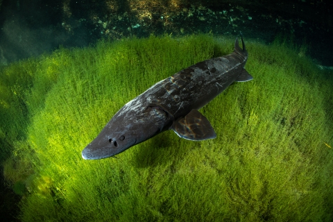 White sturgeon under water