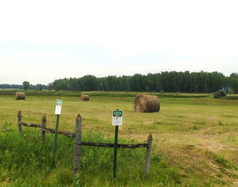 Round hay bales on a Waterfowl Production Area
