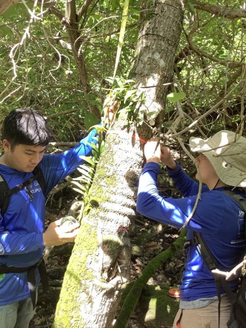 Two kupu members are collecting data on a fadang. One member is measuring the height of the fadang while the other member is putting flagging tape around the tree.