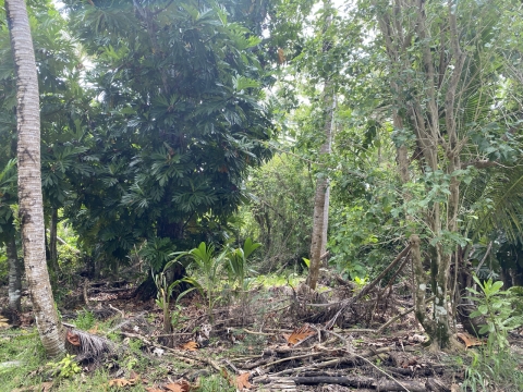 The picture shows a limestone forest on Guam, which has been cleared of invasive vines.