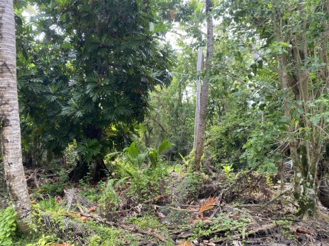 The picture shows a limestone forest on Guam, which is covered in invasive vines.