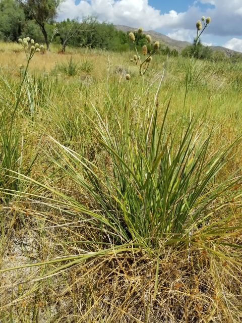 Groups of green plants with large, blade like leaves grow in a browning wetland. A desert mountain is seen in the distance.