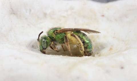Close up of a shiny green bee with large blue speckled eyes