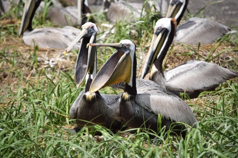 group of pelicans sit on ground, ones in center with mouths open