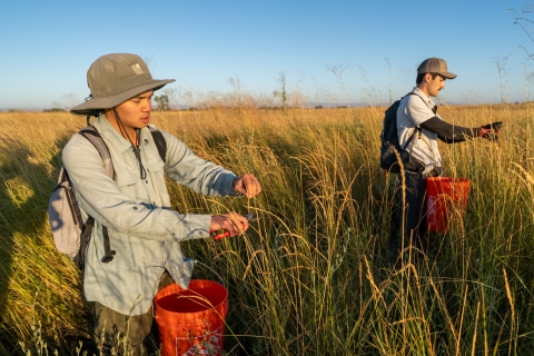 Two people standing in a field of tall grass collecting seeds with large orange buckets