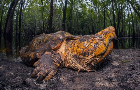 A large male Suwannee alligator snapping turtle rests on a riverbank.