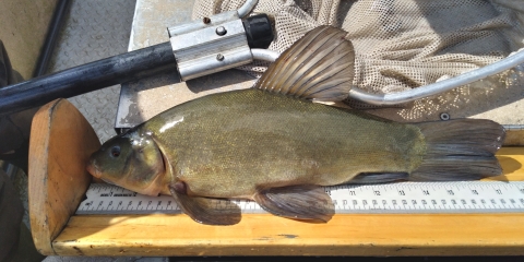 Image of fish on wooden measuring board.
