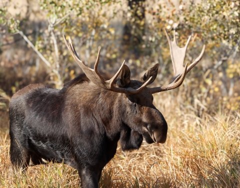 A bull moose