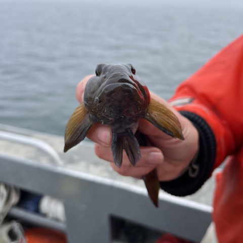 Image of person in orange float coat holding a large, dark round goby fish