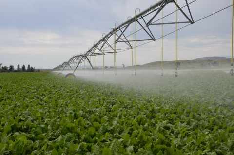 Image of pivot irrigation watering a field of sugarbeets