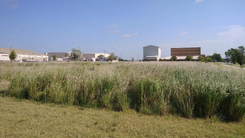 Image of a small prairie planted with milkweed in front of a few buildings